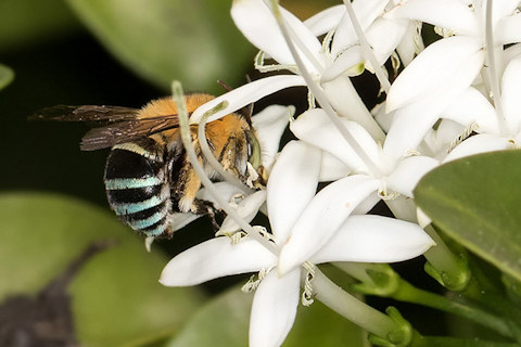 Blue-banded Bee (Amegilla sp)